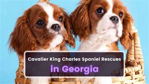 cavalier rescue of georgia|adopt king charles spaniel.